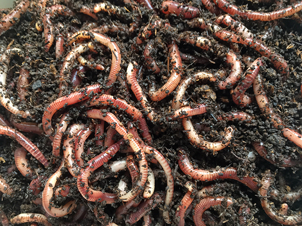 earth worms for composter or fishing